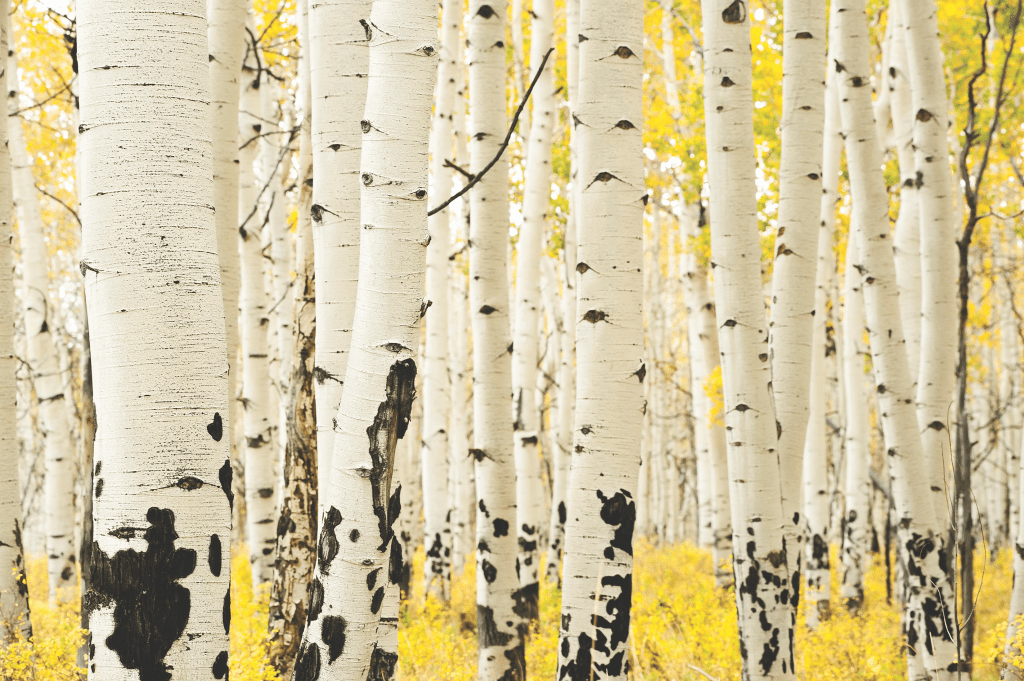 Aspen Trees